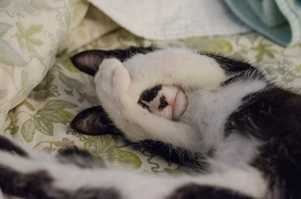 esterilizar a los gatos