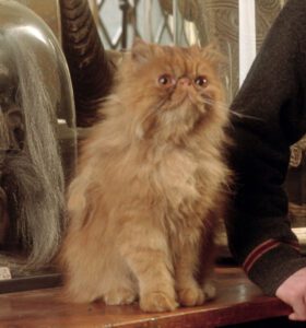 nombres de gatos famosos