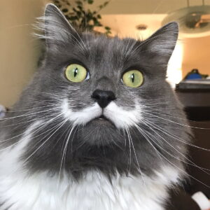 nombres de gatos famosos