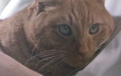 nombres de gatos famosos