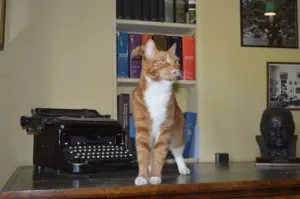 nombres de gatos famosos