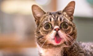 nombres de gatos famosos