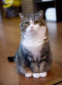 nombres de gatos famosos