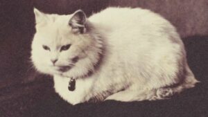nombres de gatos famosos