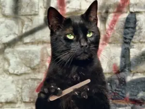 nombres de gatos famosos
