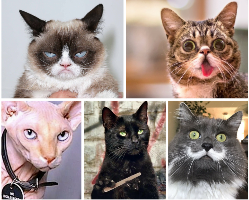 nombres de gatos famosos